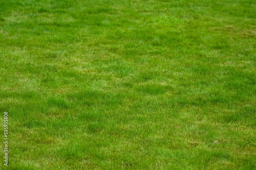 Beautiful green lawn with freshly mown grass as background