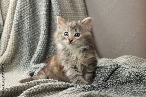 Cute kitten on knitted blanket. Baby animal © New Africa