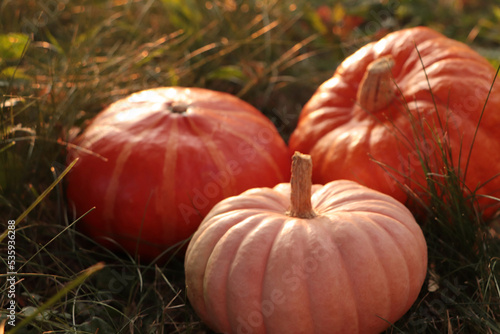Whole ripe pumpkins among green grass outdoors