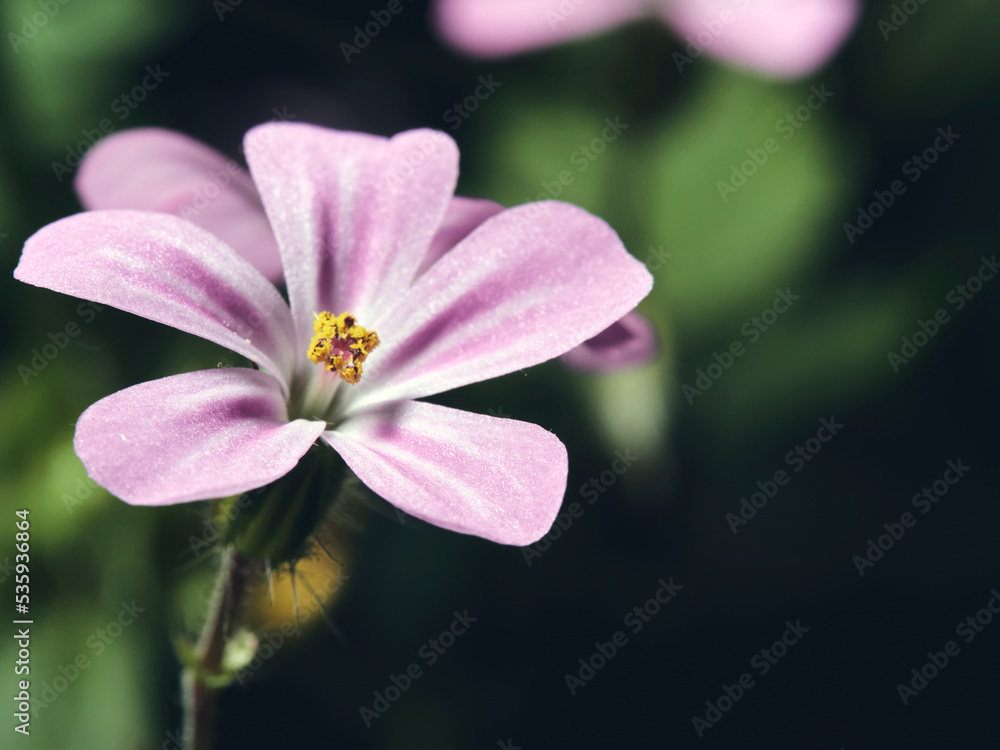 Fototapeta premium close up of pink flower