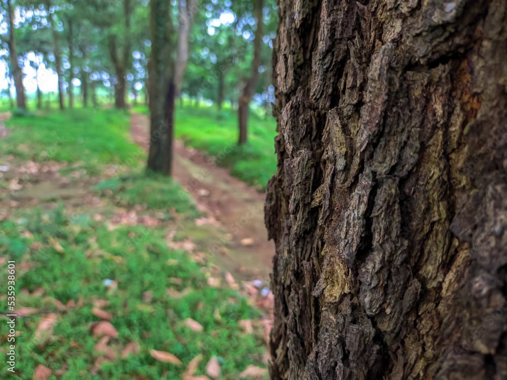 Obraz premium tree in the park