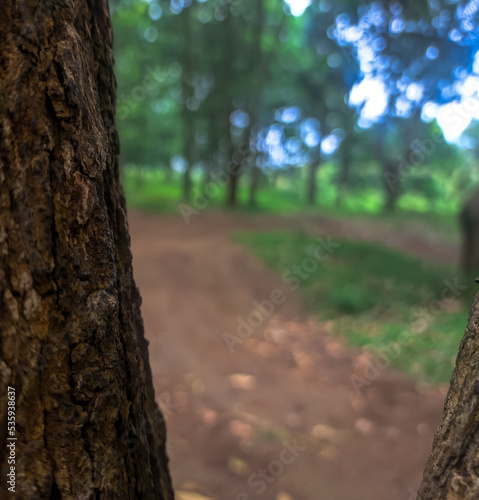 Fototapeta Naklejka Na Ścianę i Meble -  footpath in the woods