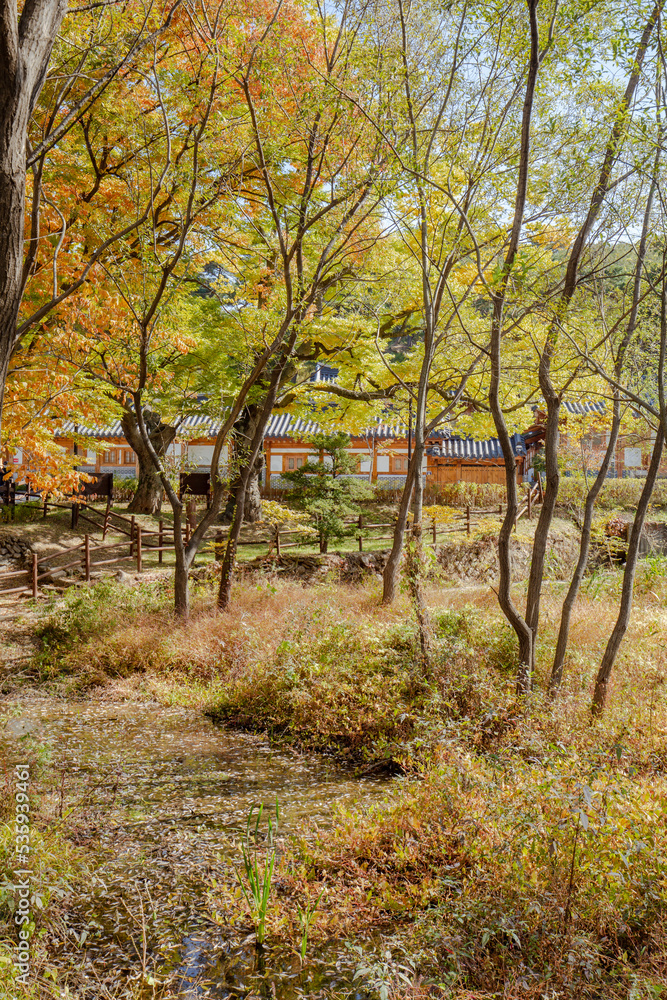 Naklejka premium autumn in the forest