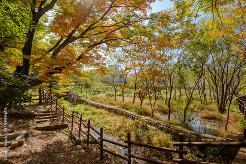 trees in the park