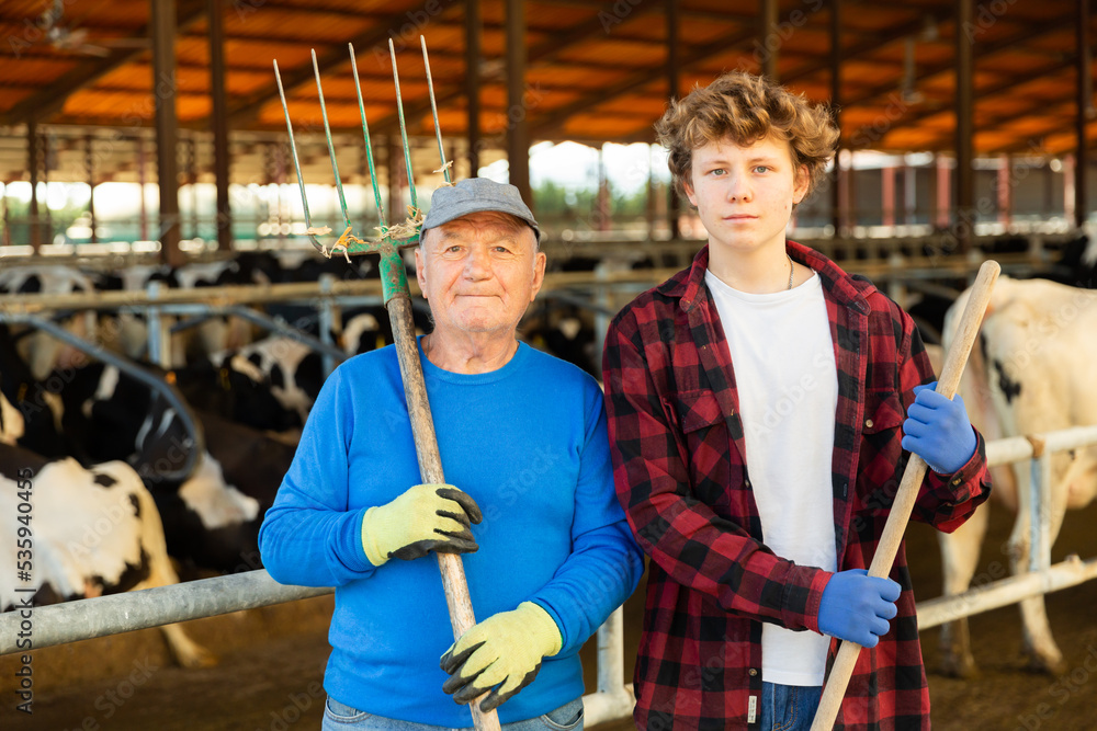 Portrait of experienced elderly farmer standing with teenage grandson near stall with cows while working together in cowshed at dairy farm, holding tools