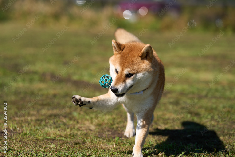 草原でボールと遊ぶ柴犬