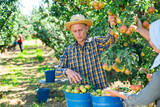 Young american male farmer engaged in picking of pears in orchard, laying harvested fruits in buckets