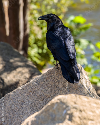 Raven By The River