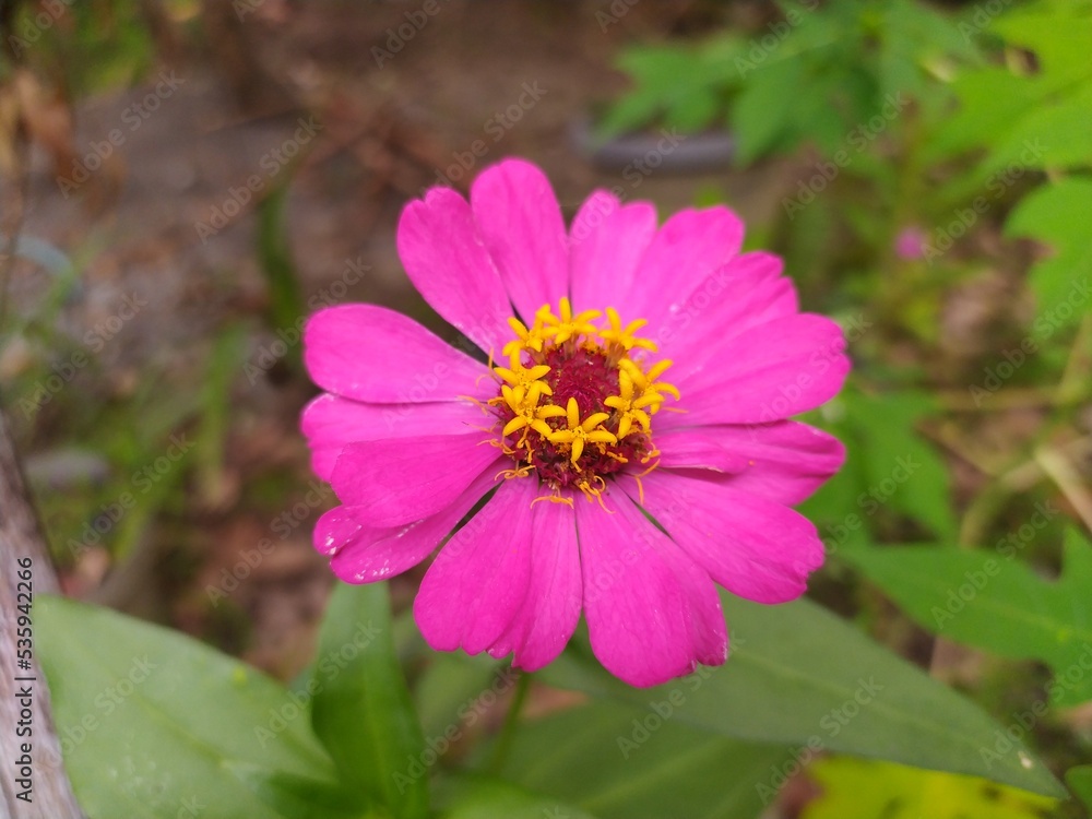 bee on a flowerfresh pink paper flowers growing in the garden bee on a flowerfresh pink paper flowers growing in the garden