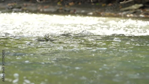 Chinook Salmon swimming against current to spawn up stream Canada photo