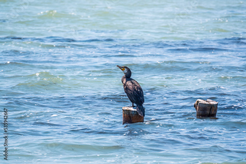 Black cormorant sits on a old sea pier