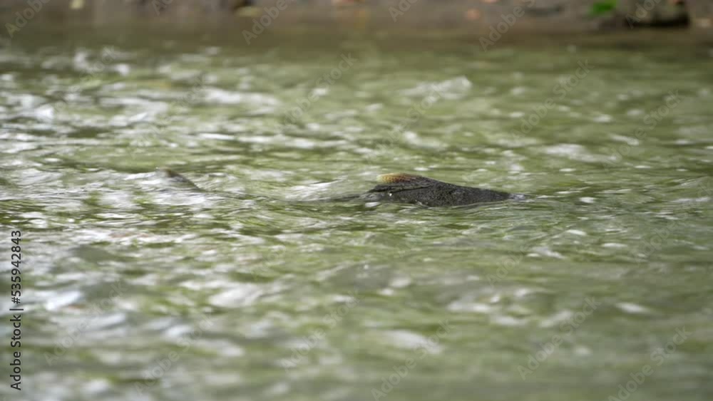 Chinook Salmon swimming against current in river to go spawn Chinook Salmon swimming against current in river to go spawn