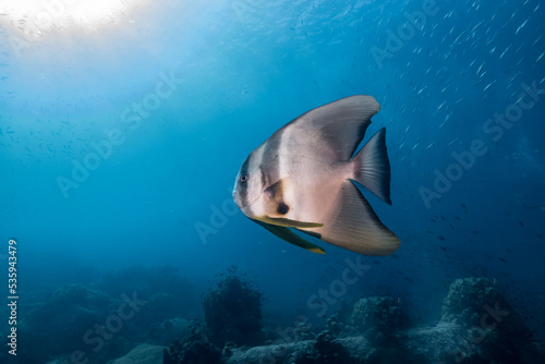 big Bat fish swimming on the blue ocean © damianalmua