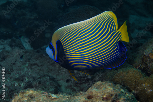 blue and yellow line angel fish in the sea goat barrier reef