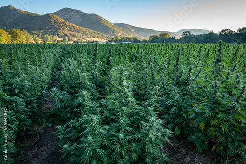 Large marijuana field ready for harvest at a hemp farm in Southern Oregon.