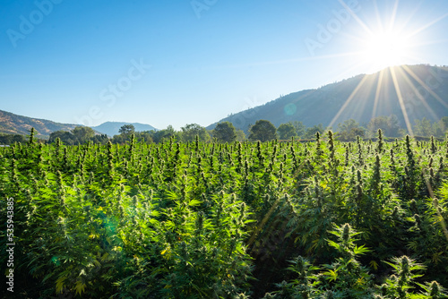 Large marijuana crop ready for harvest at sunrise at a hemp farm in Southern Oregon.