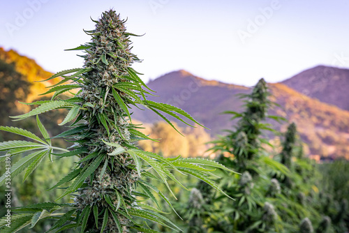 Marijuana bud in full flower ready for harvest with beautiful mountains in the background at a hemp farm in Southern Oregon.