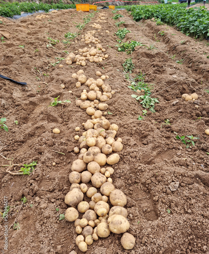 Fresh potatoes on the farm.