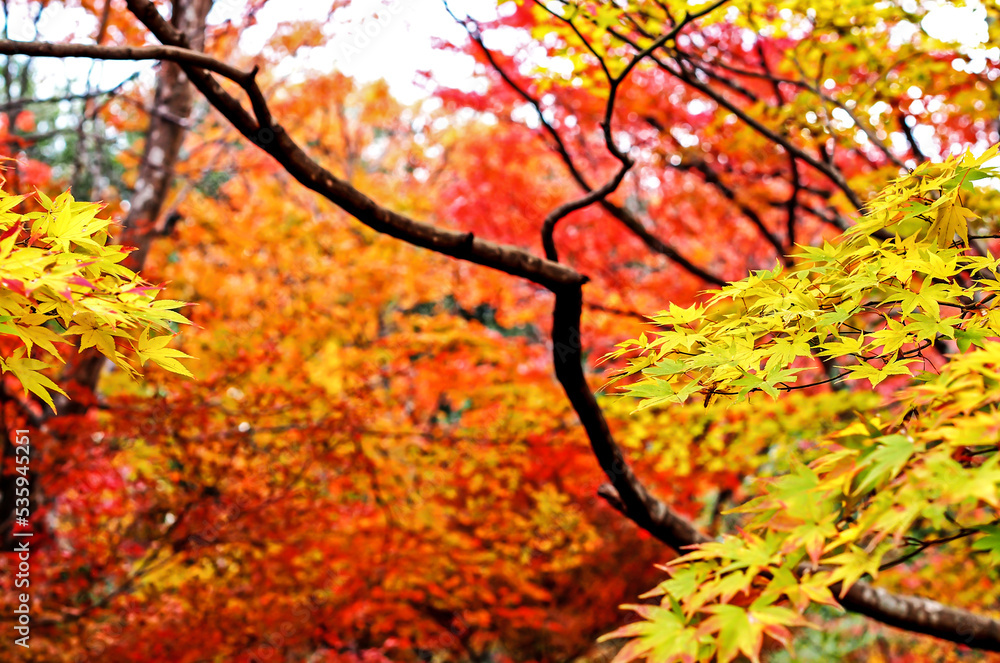 Decorative of the Japanese Style garden in Autumn season change leaf in Japan Decorative of the Japanese Style garden in Autumn season change leaf in Japan