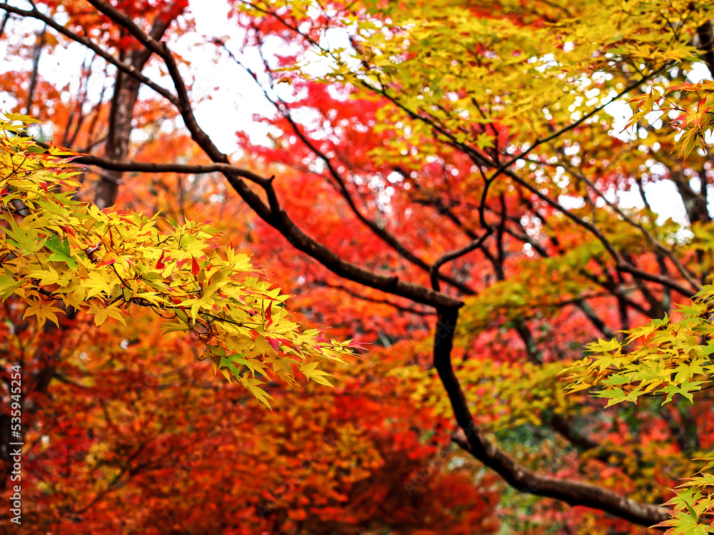 Decorative of the Japanese Style garden in Autumn season change leaf in Japan