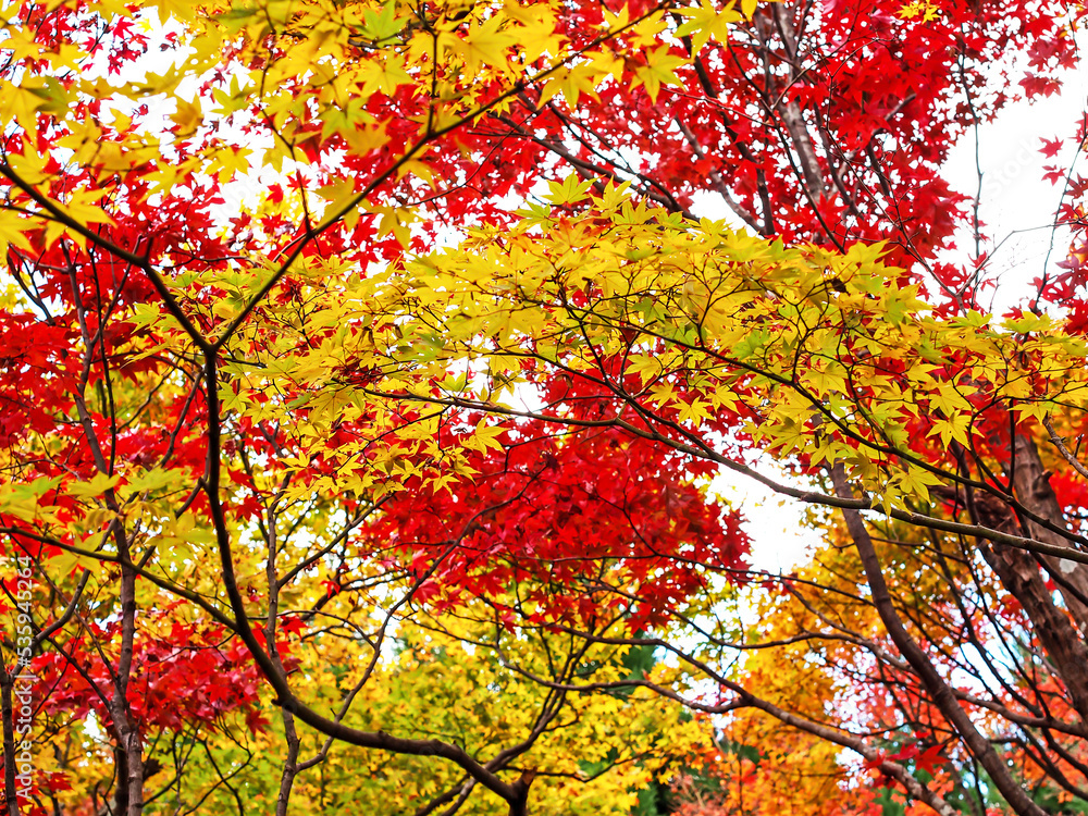 Fototapeta premium Decorative of the Japanese Style garden in Autumn season change leaf in Japan