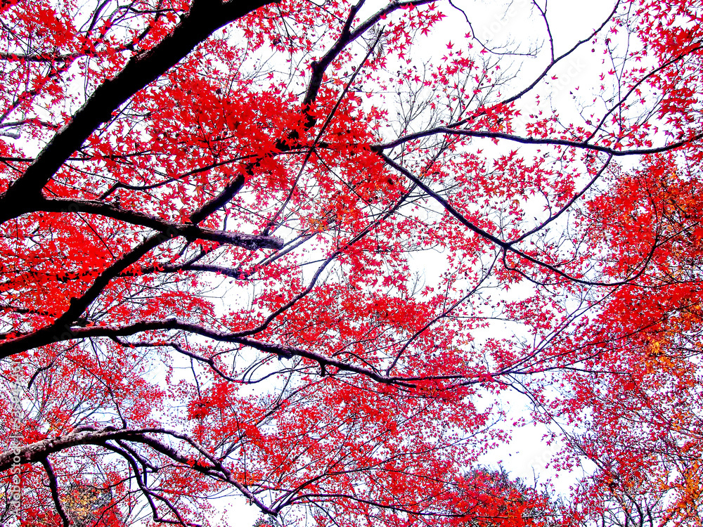 Decorative of the Japanese Style garden in Autumn season change leaf in Japan Decorative of the Japanese Style garden in Autumn season change leaf in Japan