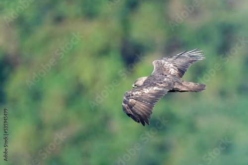 獲物を探して悠然と飛ぶイヌワシ © Scott Mirror