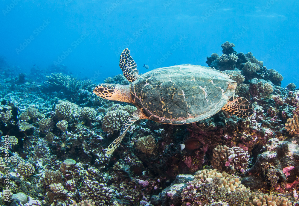 Hawksbill sea turtle on the reef Hawksbill sea turtle on the reef