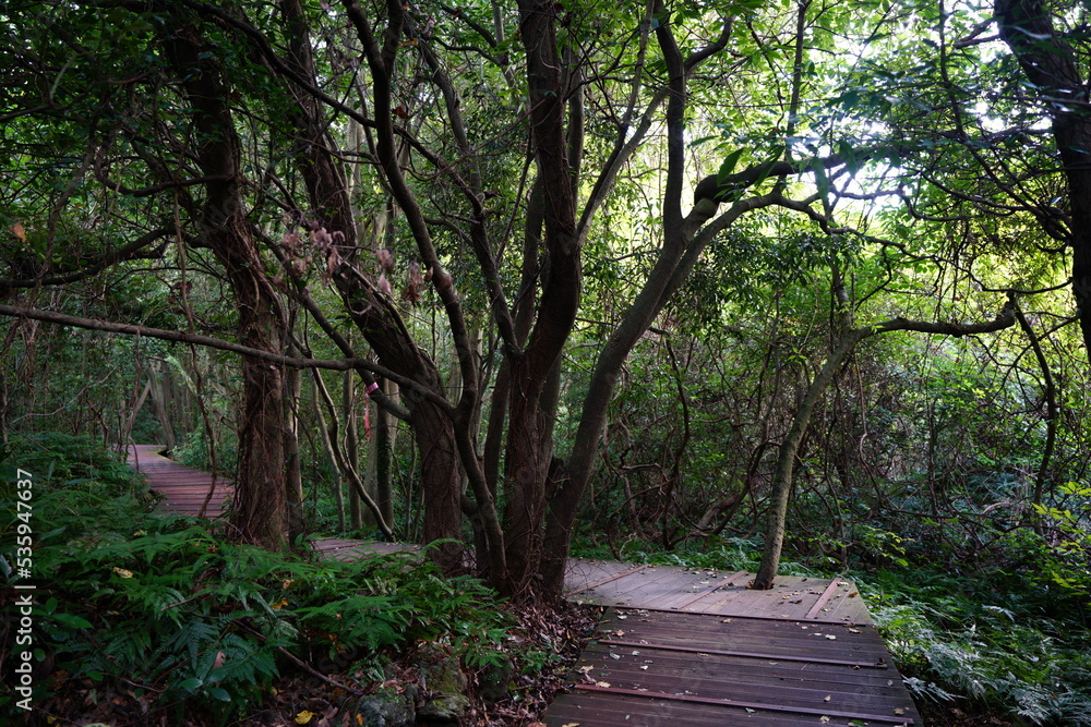 mossy old trees and boardwalk