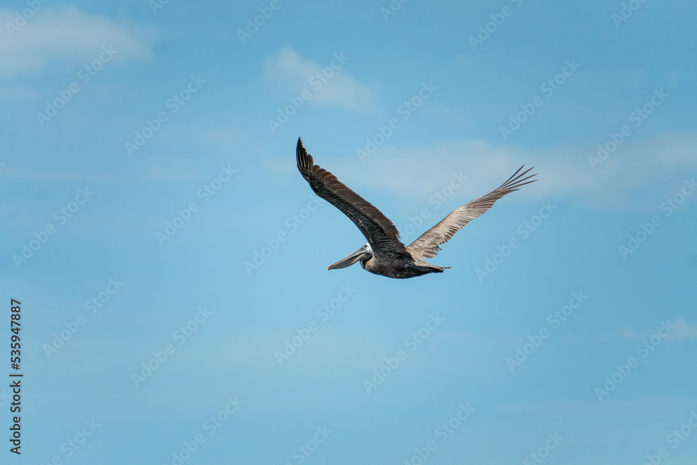 Brown pelican gliding against the sky Brown pelican gliding against the sky
