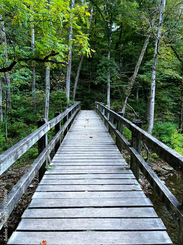 Bridge Into the Woods