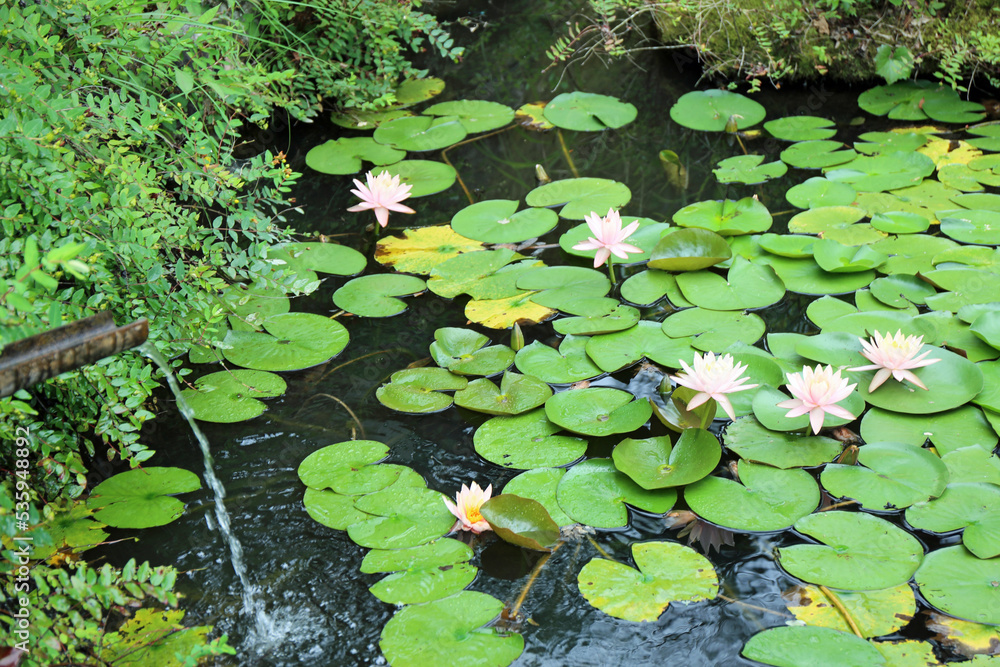 蓮の花 蓮の花