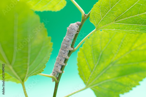 Obraz na plátně One silkworm eating mulberry leaves