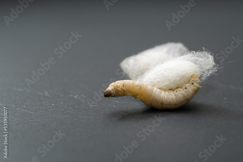 Φωτογραφία Silkworm make cocoon on black background