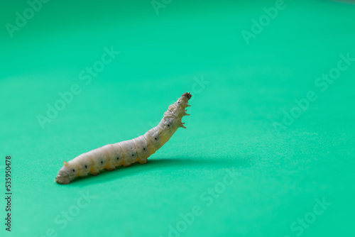 Silkworm is spinning on green background