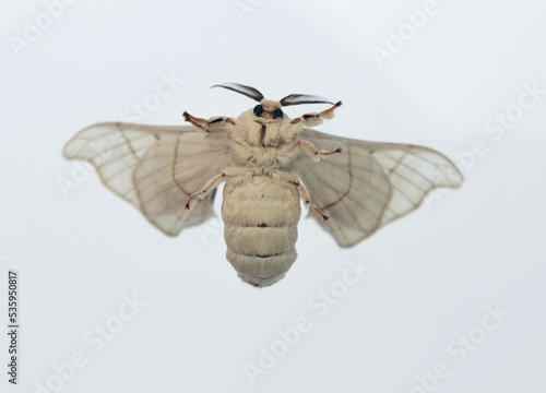 Silk moth on white background