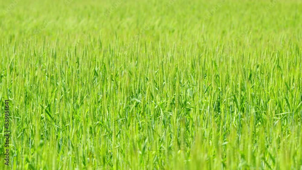 Generic agriculture and cereals concept. Green wheat field at sunny day. Riped wheat grain ear. Slow motion. Generic agriculture and cereals concept. Green wheat field at sunny day. Riped wheat grain ear. Slow motion.
