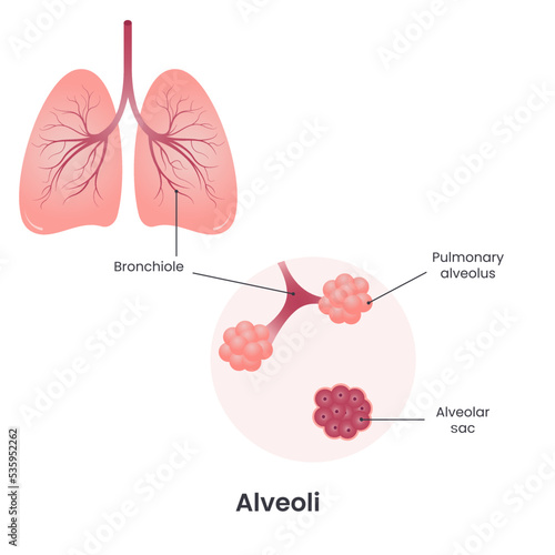 Alveoli lungs vector illustration diagram