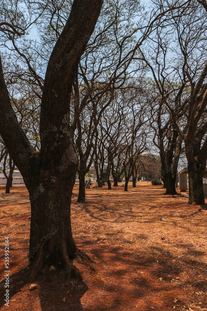 landscapes with dry and leafless trees landscapes with dry and leafless trees