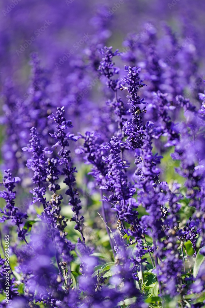 Obraz premium ブルーサルビア