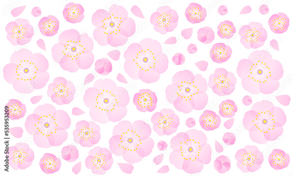 ピンクの花びら　桜の花　背景透明