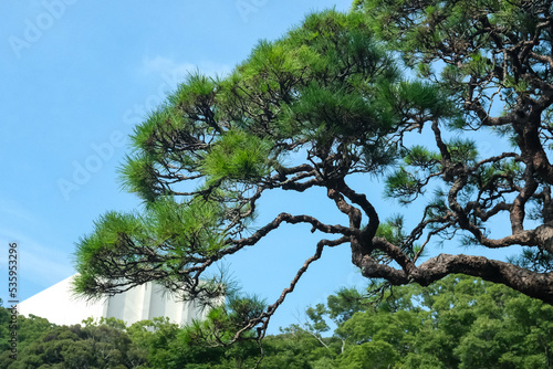 Scenery of old Japanese red pine with blue sky background, grow up at Mishima rakujuen park, Shizuoka, Japan.