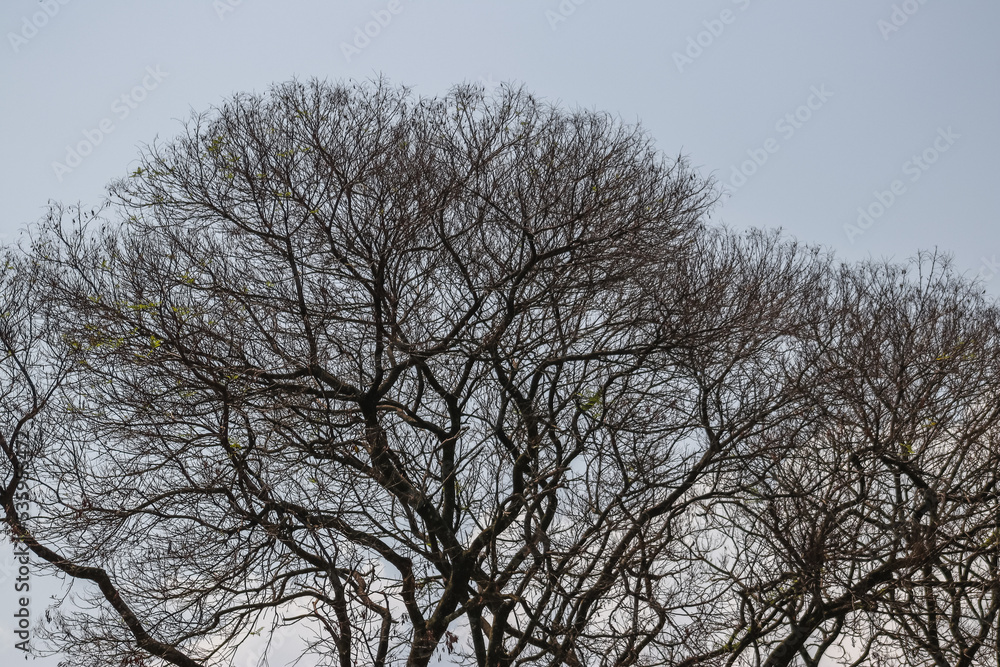 landscapes with dry and leafless trees landscapes with dry and leafless trees