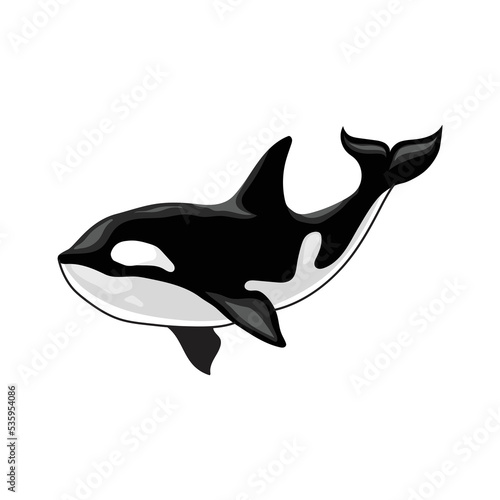 orca killer whale vector