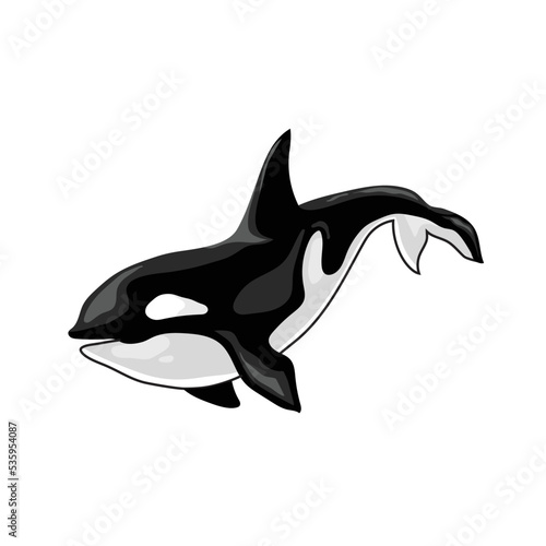 orca killer whale vector