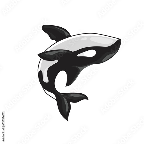 orca killer whale vector