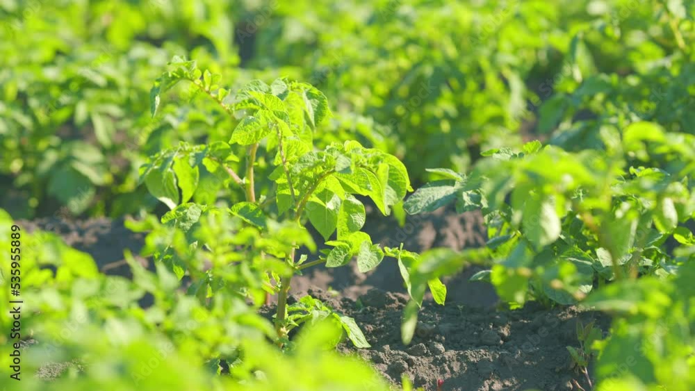 Potato fresh green leaves on farm field. Concept of growing healthy vegetables. Slow motion. Potato fresh green leaves on farm field. Concept of growing healthy vegetables. Slow motion.