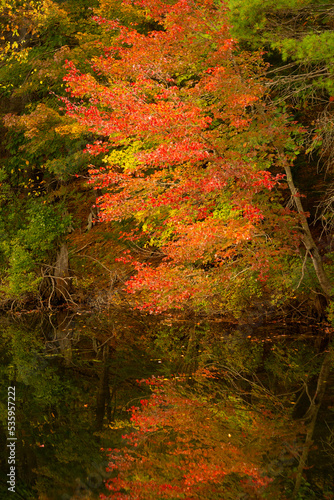 Reflections of autumn leaves in a pond in New Hampshire.