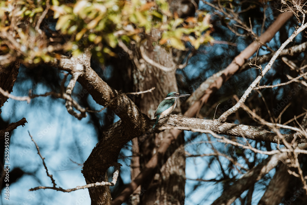 Sacred Kingfisher bird sitting in a tree, Ulladulla, NSW Sacred Kingfisher bird sitting in a tree, Ulladulla, NSW