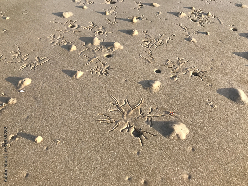 Artistic motifs created by aquatic animals on Hua Hin beach in Thailand. Artistic motifs created by aquatic animals on Hua Hin beach in Thailand.